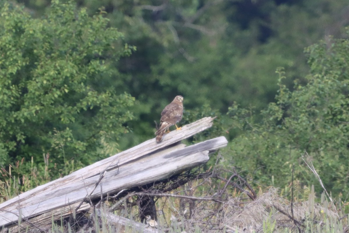 Northern Harrier - ML638644133