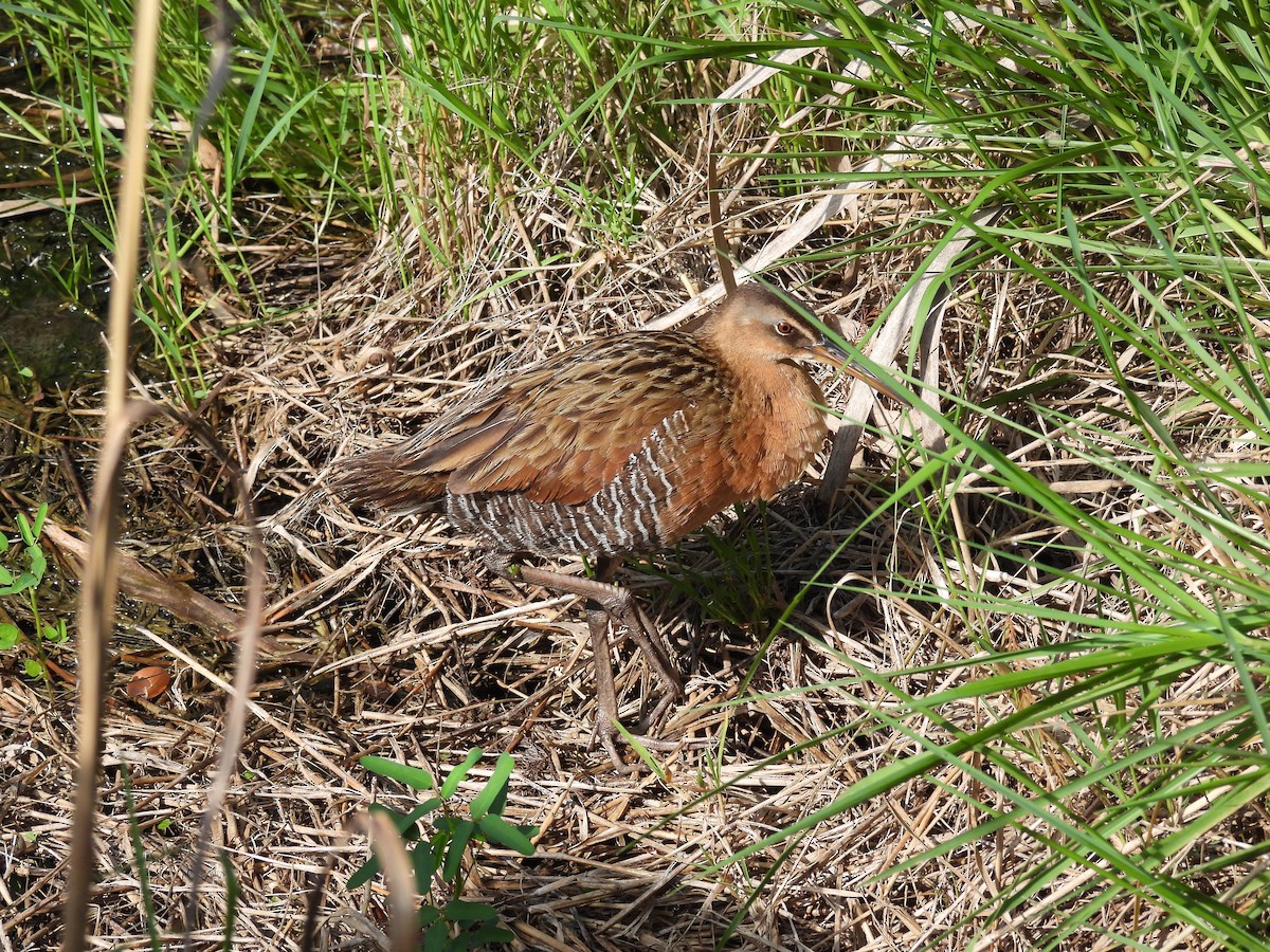 King Rail - ML638644141
