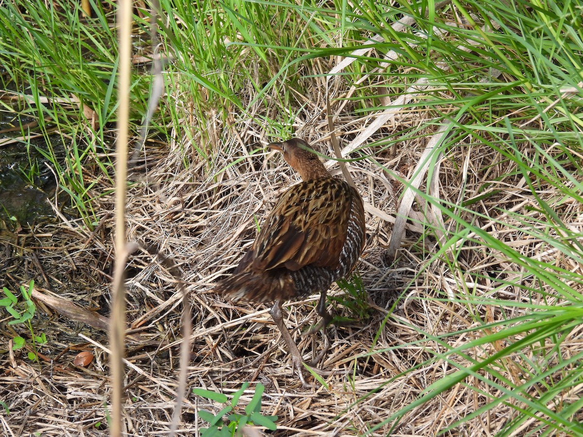 King Rail - ML638644143