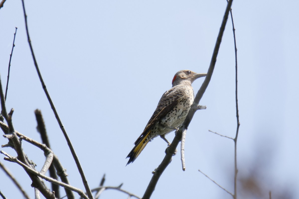 Northern Flicker - ML638644153