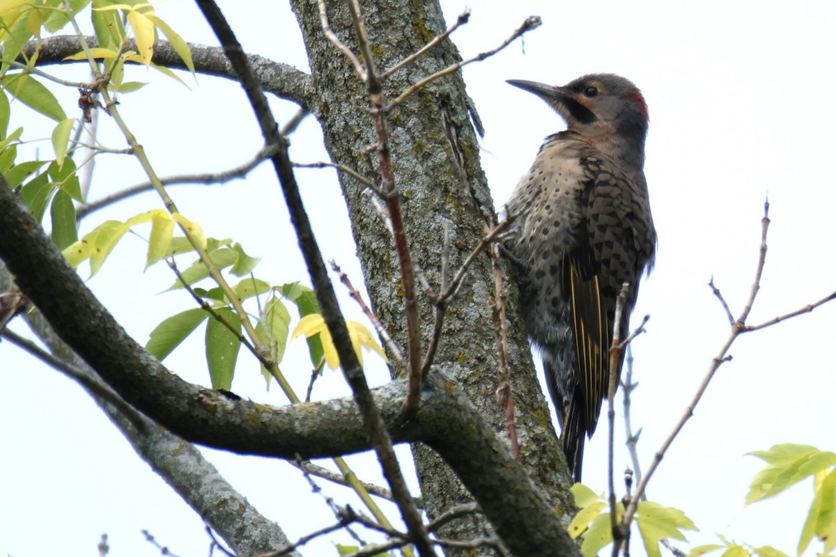 Northern Flicker - ML638644154