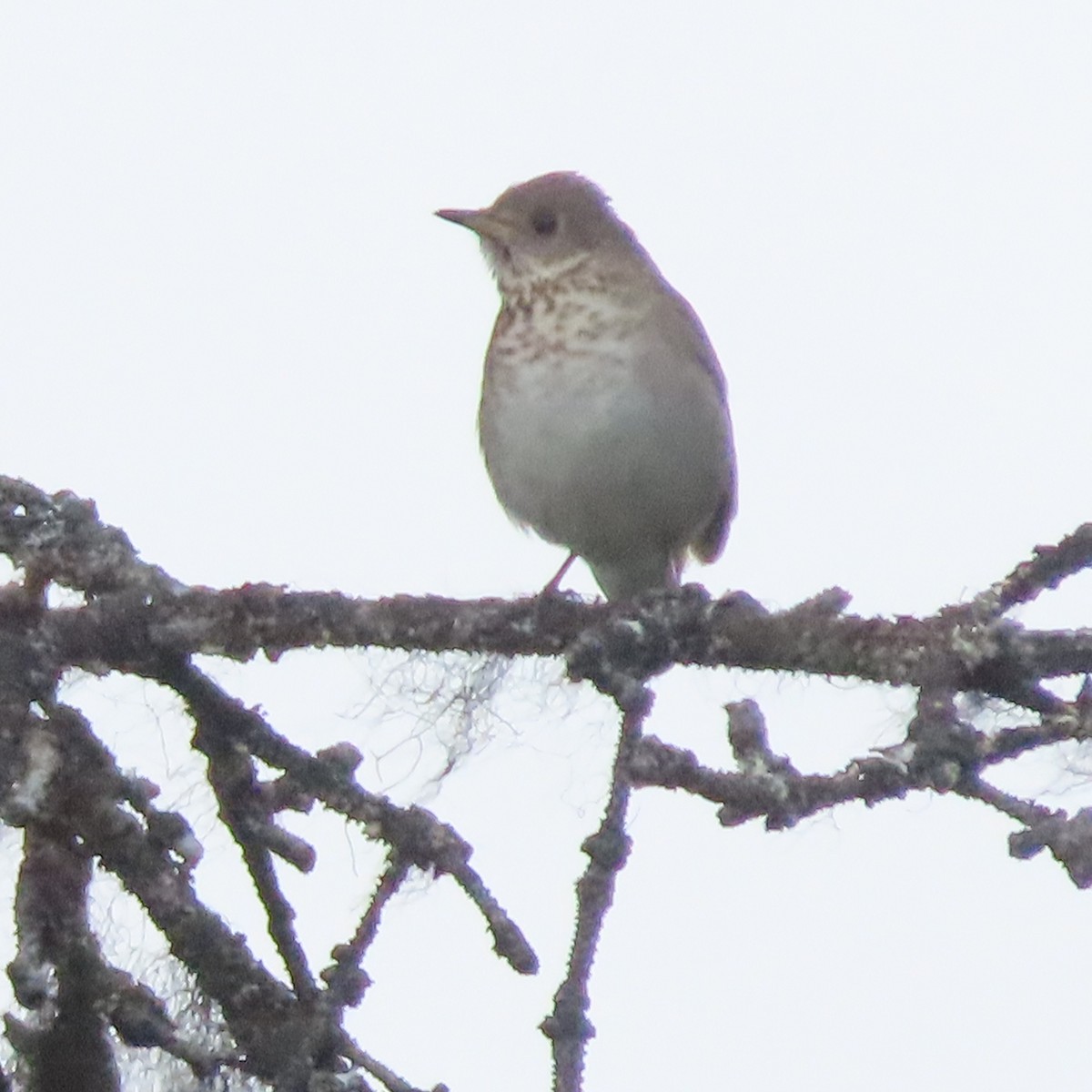 Grauwangen-Musendrossel - ML638644155