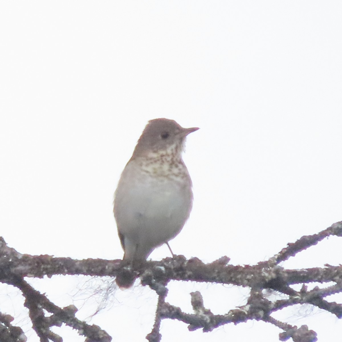 Grauwangen-Musendrossel - ML638644159