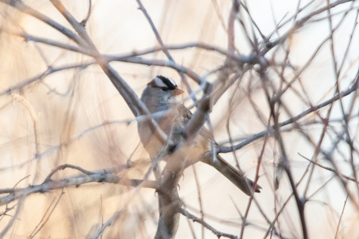 White-crowned Sparrow (Dark-lored) - ML638644160