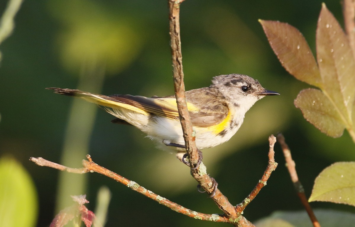 American Redstart - ML638644194