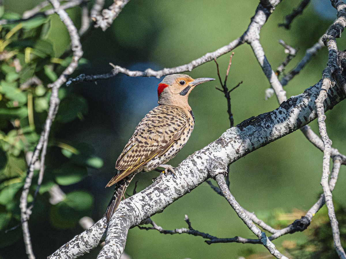 Northern Flicker - ML638644195