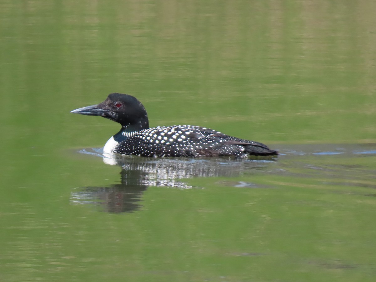 Common Loon - ML638644241