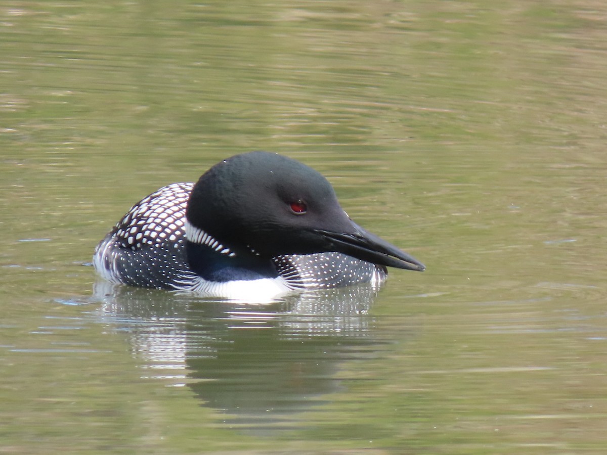 Common Loon - ML638644242