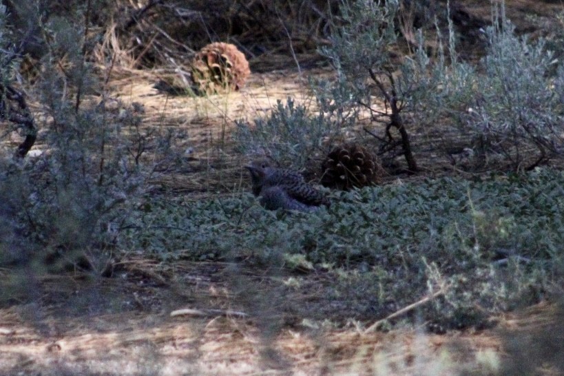 Northern Flicker - ML638644271