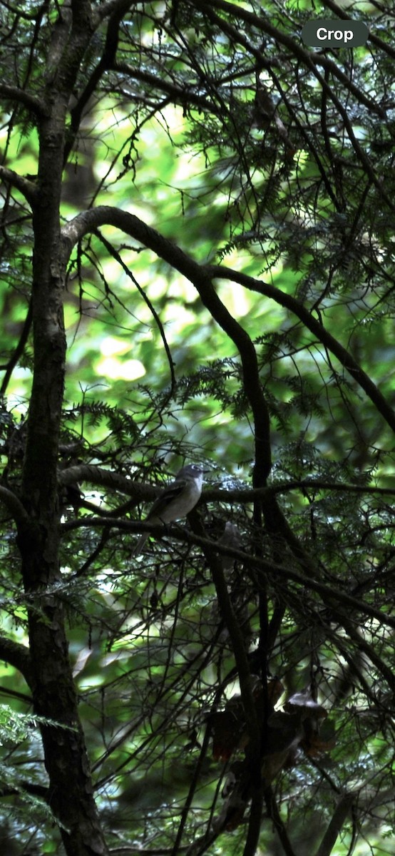 Blue-headed Vireo - ML638644289