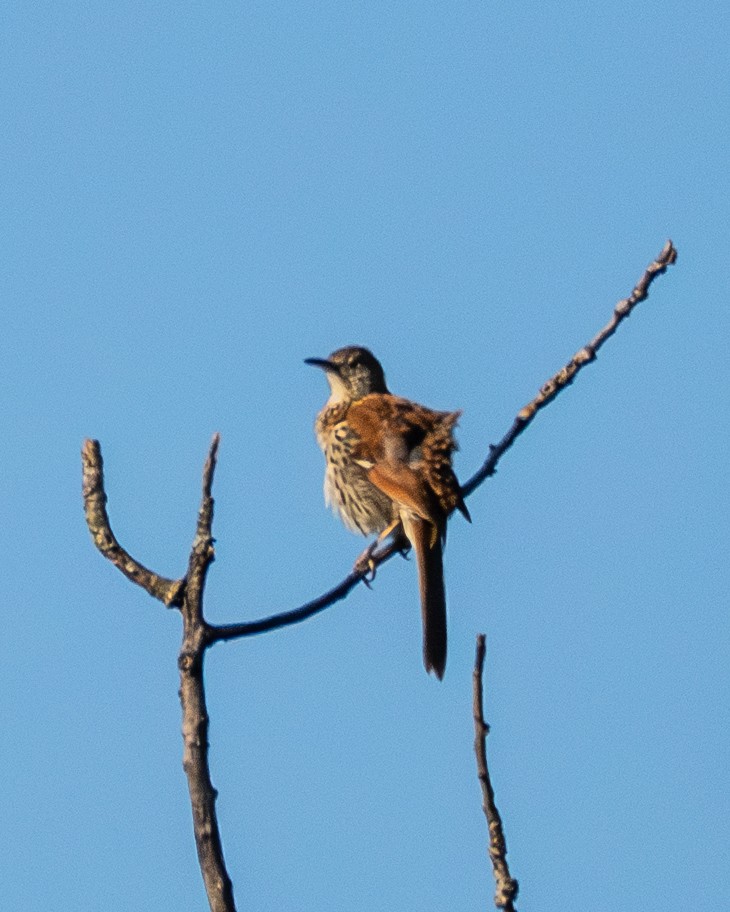 brunspottefugl - ML638644296