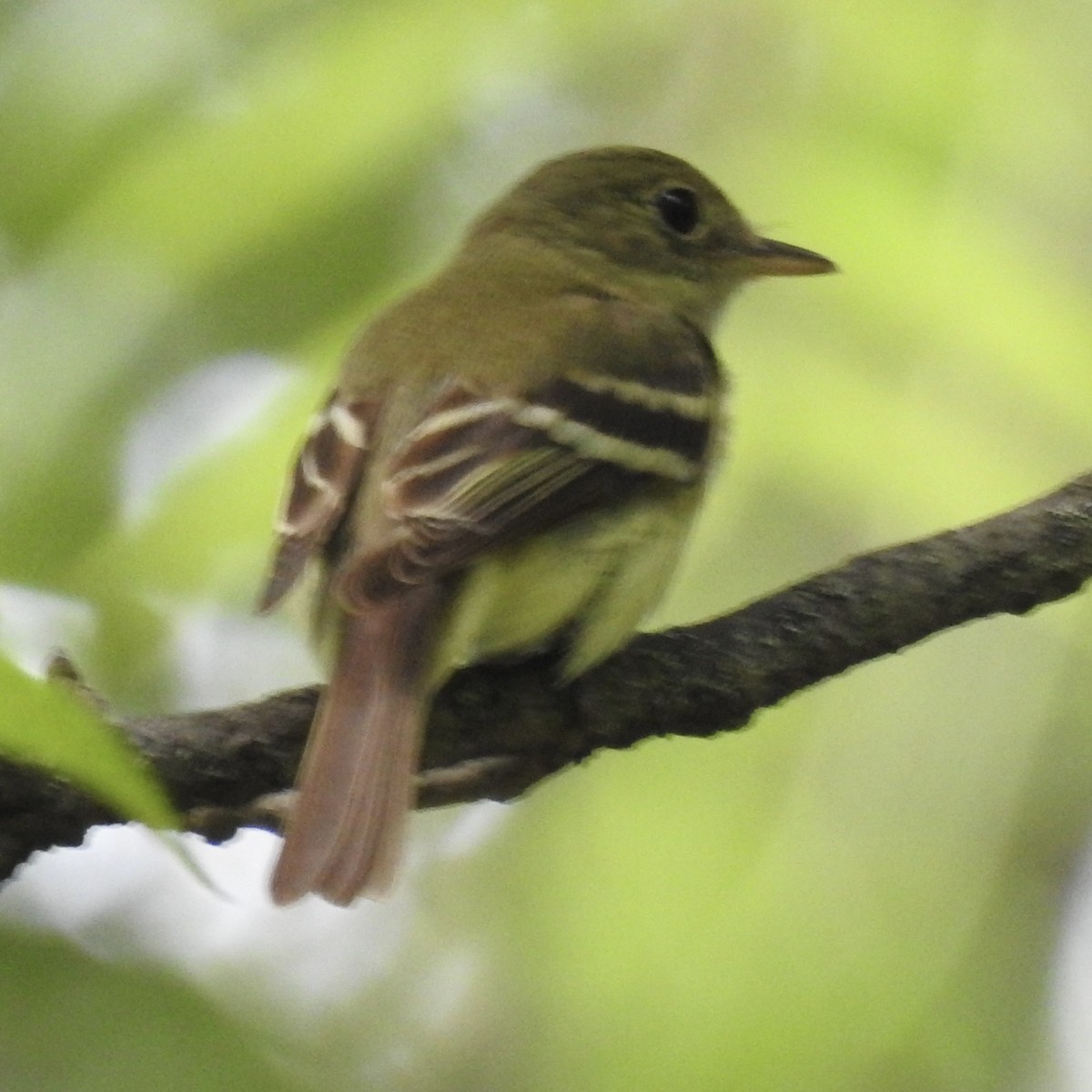 Mosquero Verdoso - ML638644349