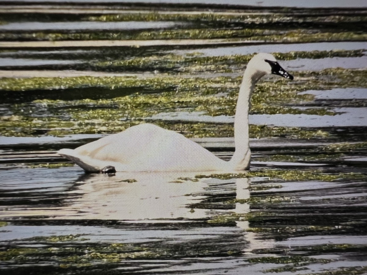 Trumpeter Swan - ML638644420
