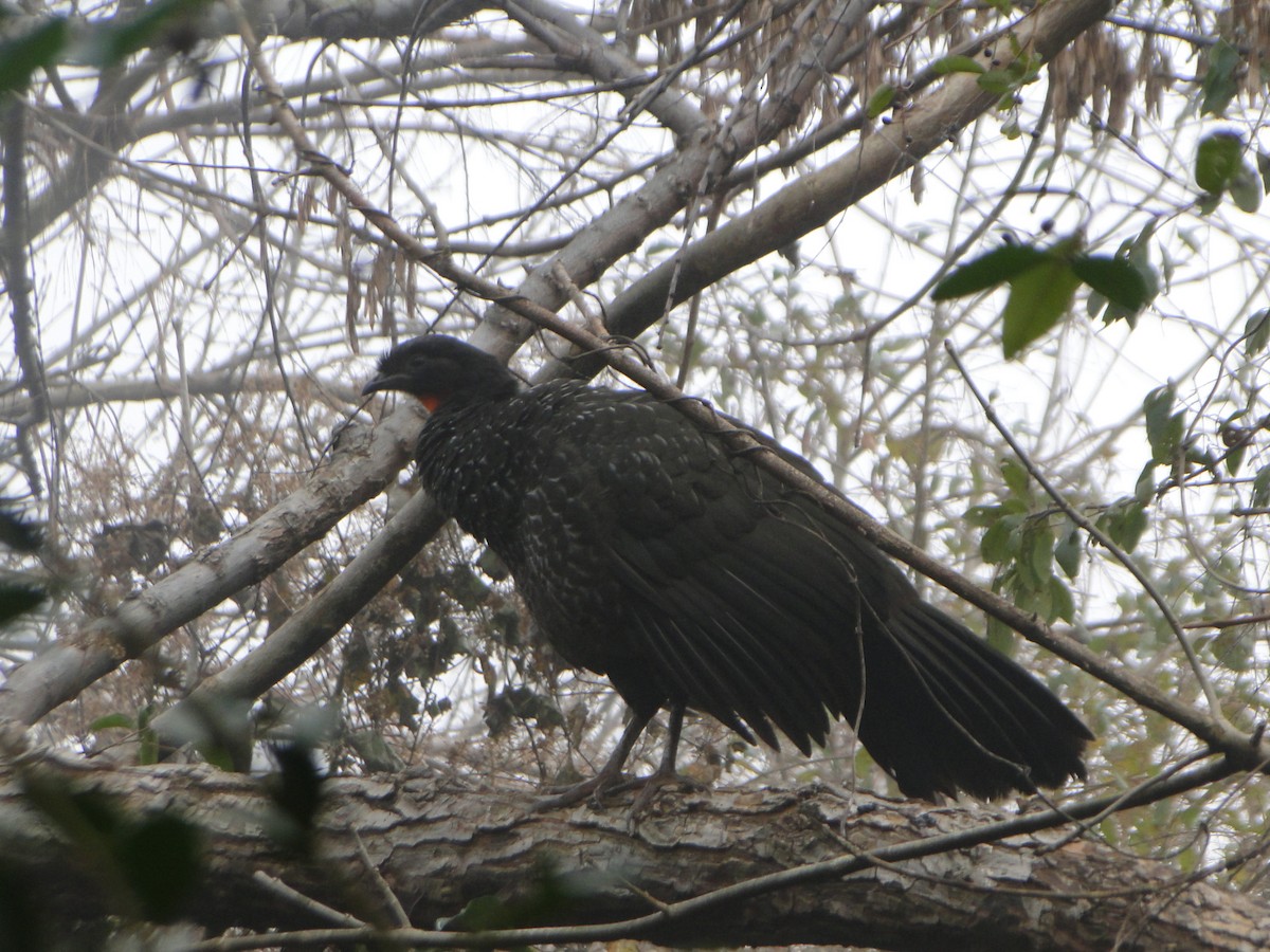 Dusky-legged Guan - ML638644472