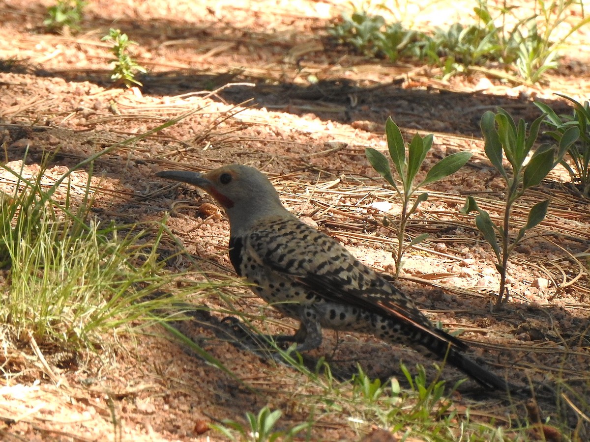 Northern Flicker (Red-shafted) - ML638644473
