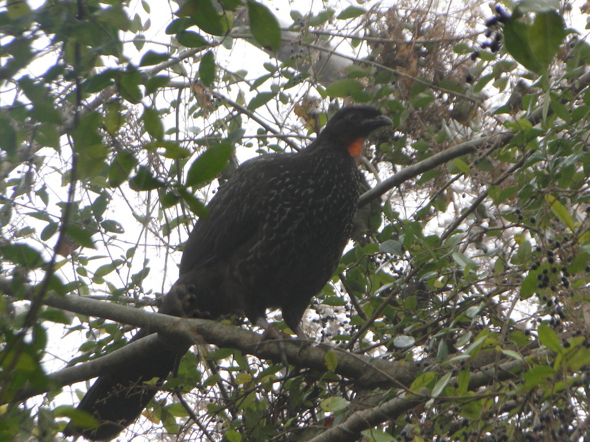 Dusky-legged Guan - ML638644477