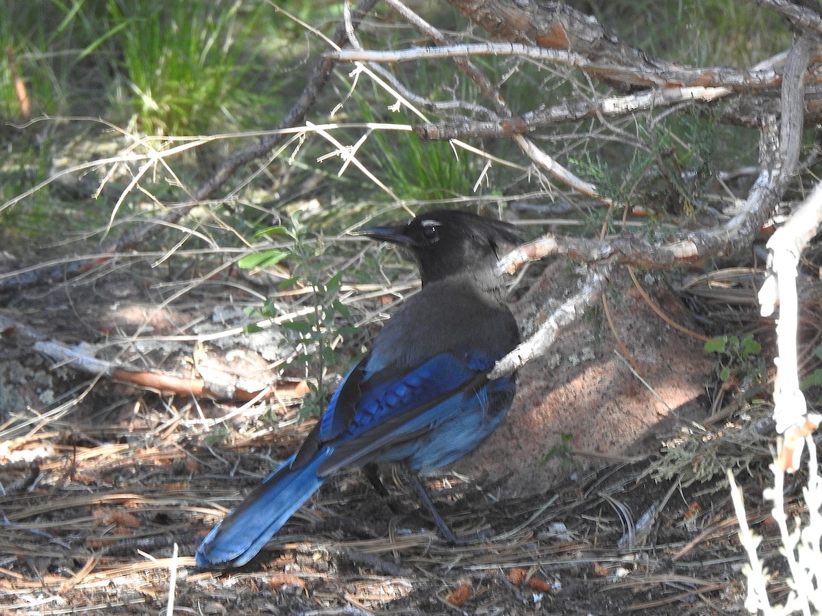 Steller's Jay (Southwest Interior) - ML638644479
