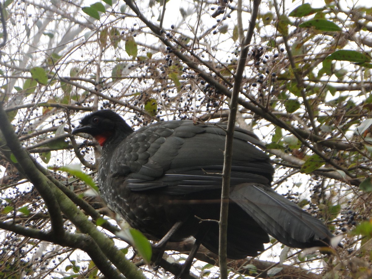Dusky-legged Guan - ML638644485