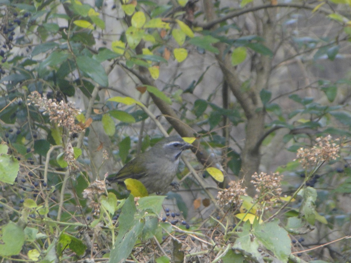 Green-winged Saltator - ML638644512