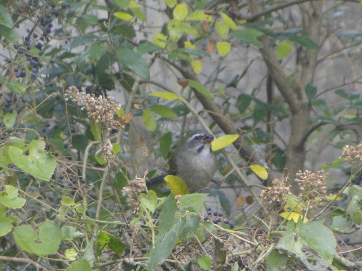 Green-winged Saltator - ML638644514