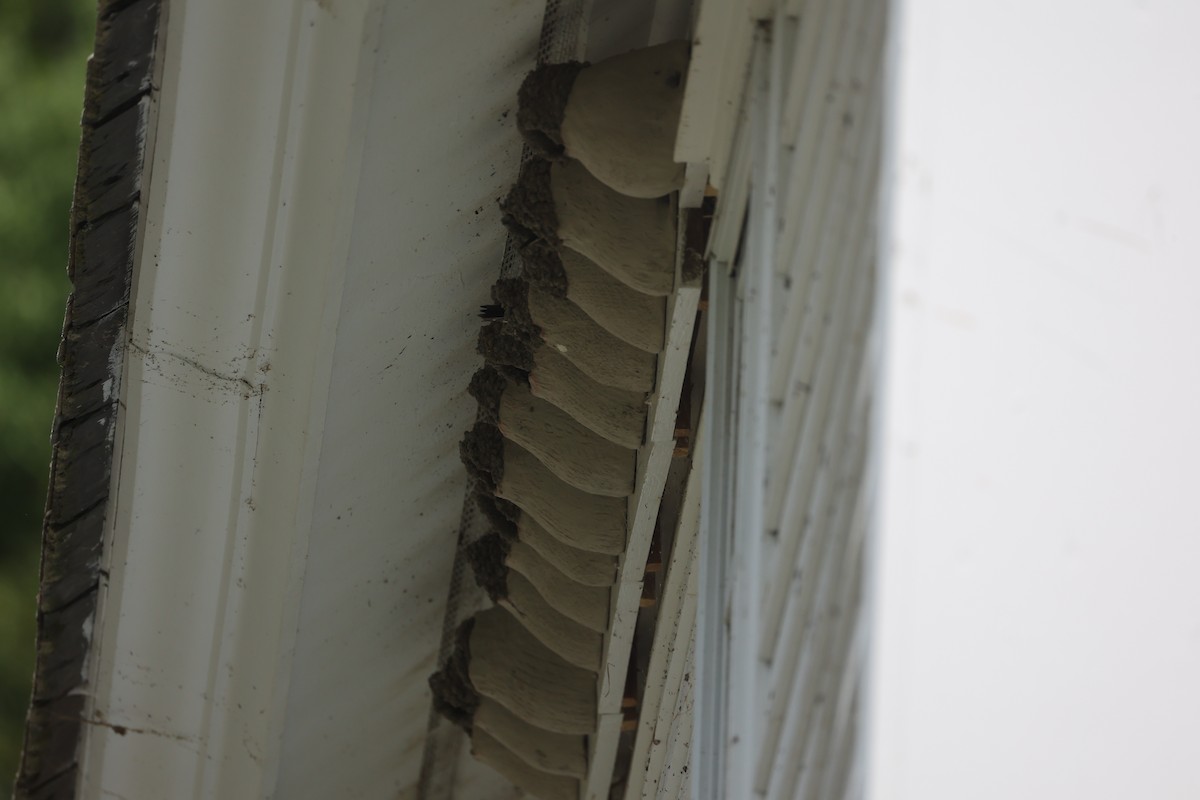 Cliff Swallow - ML638644516