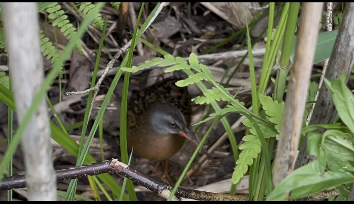 Virginia Rail - ML638644548