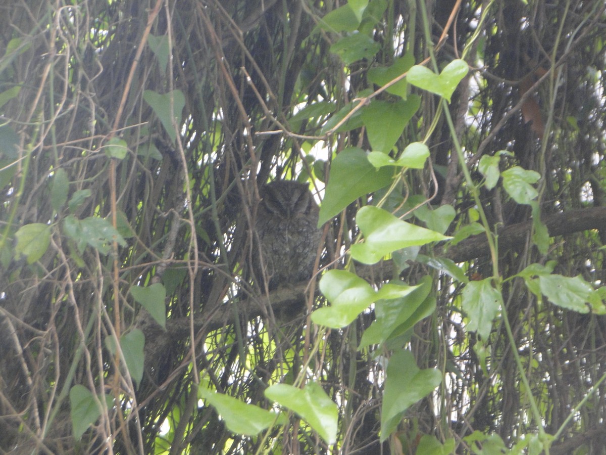 Tropical Screech-Owl - ML638644554