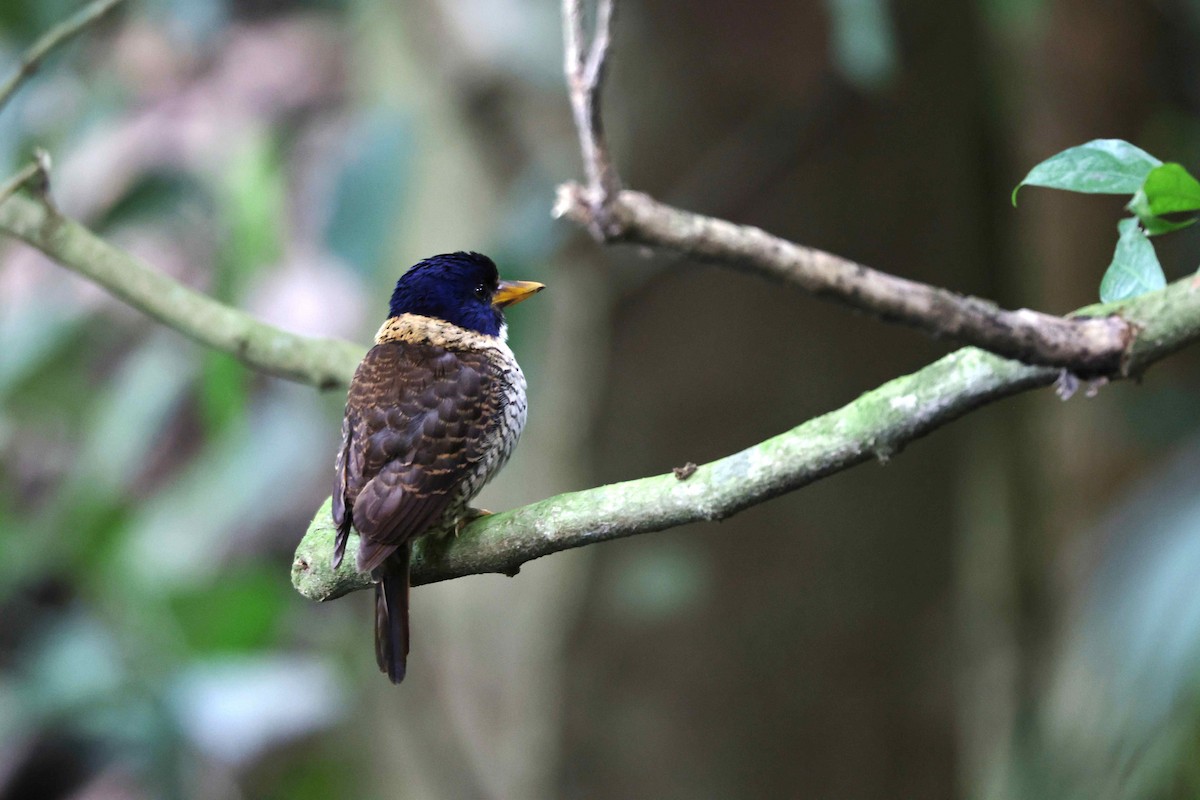 Scaly-breasted Kingfisher - ML638644565