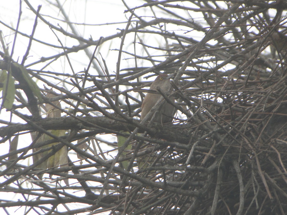 Greater Thornbird - ML638644567