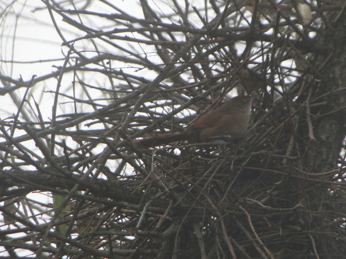 Greater Thornbird - ML638644574