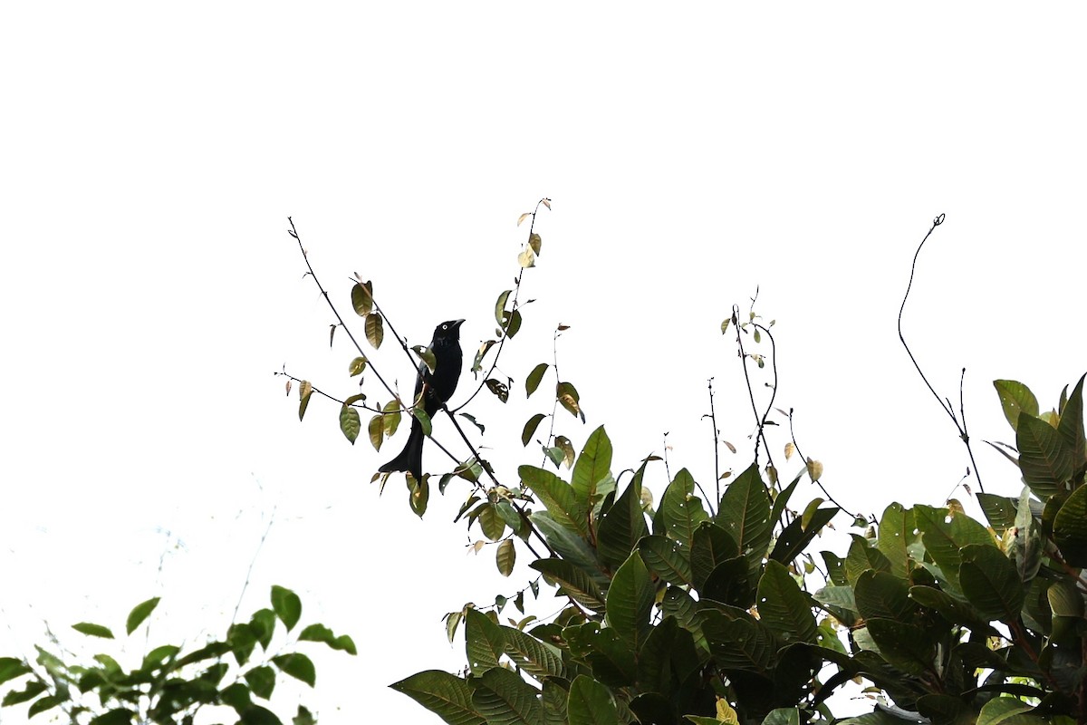 Hair-crested Drongo (White-eyed) - ML638644579