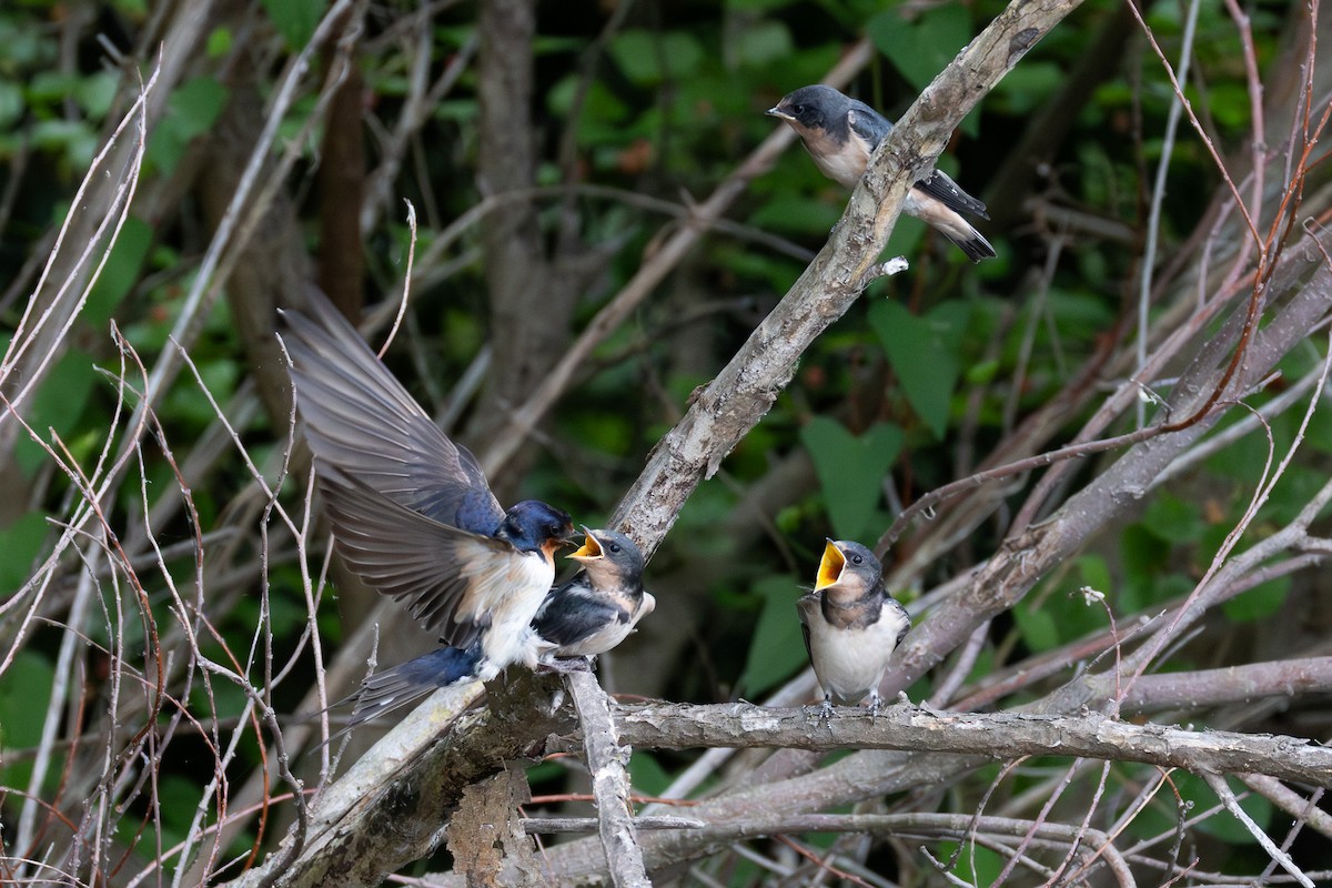 Barn Swallow - ML638644598