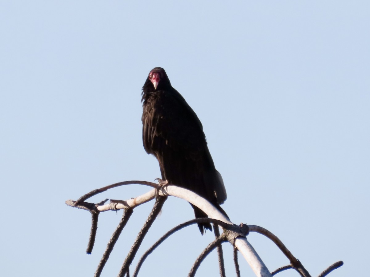 Turkey Vulture - ML638644606