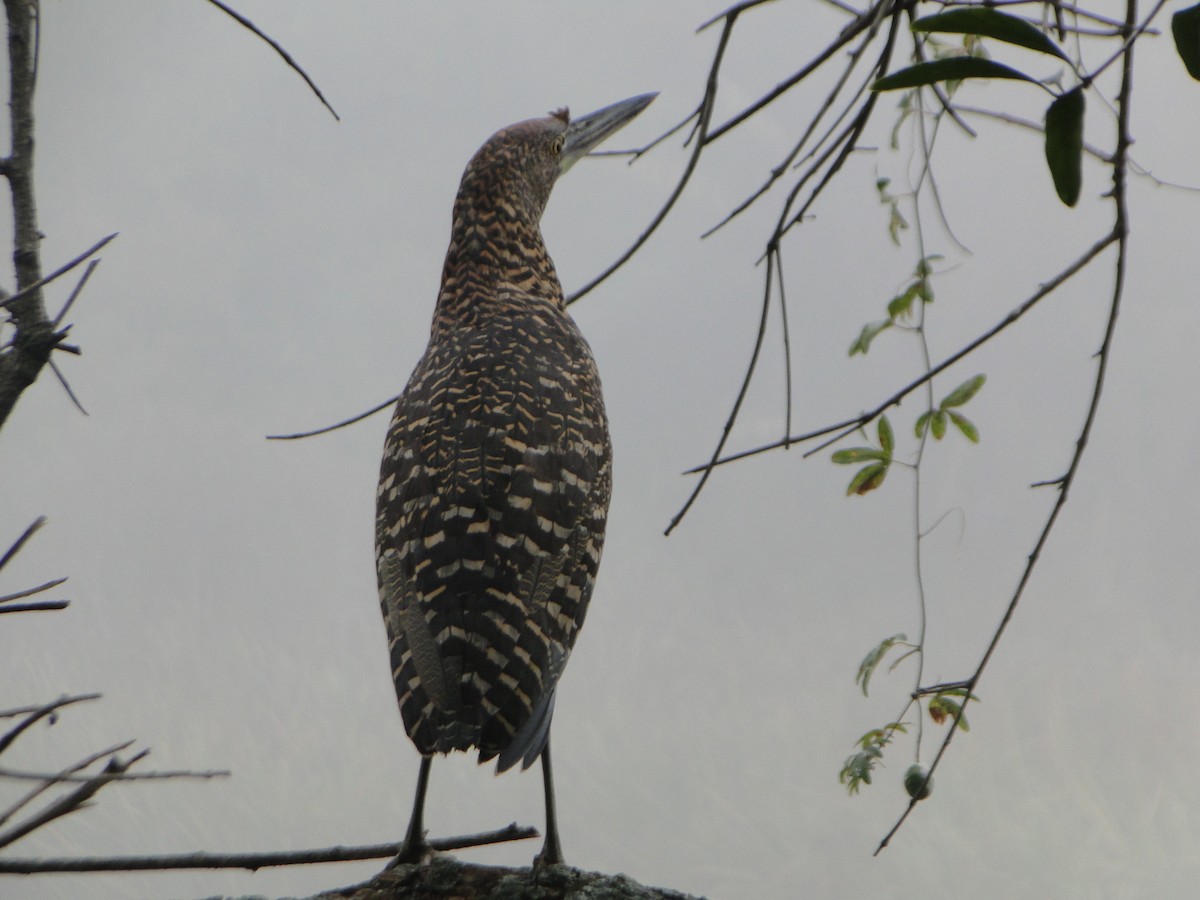 Rufescent Tiger-Heron - ML638644614