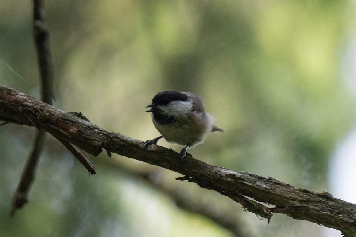 Willow Tit - ML638644632