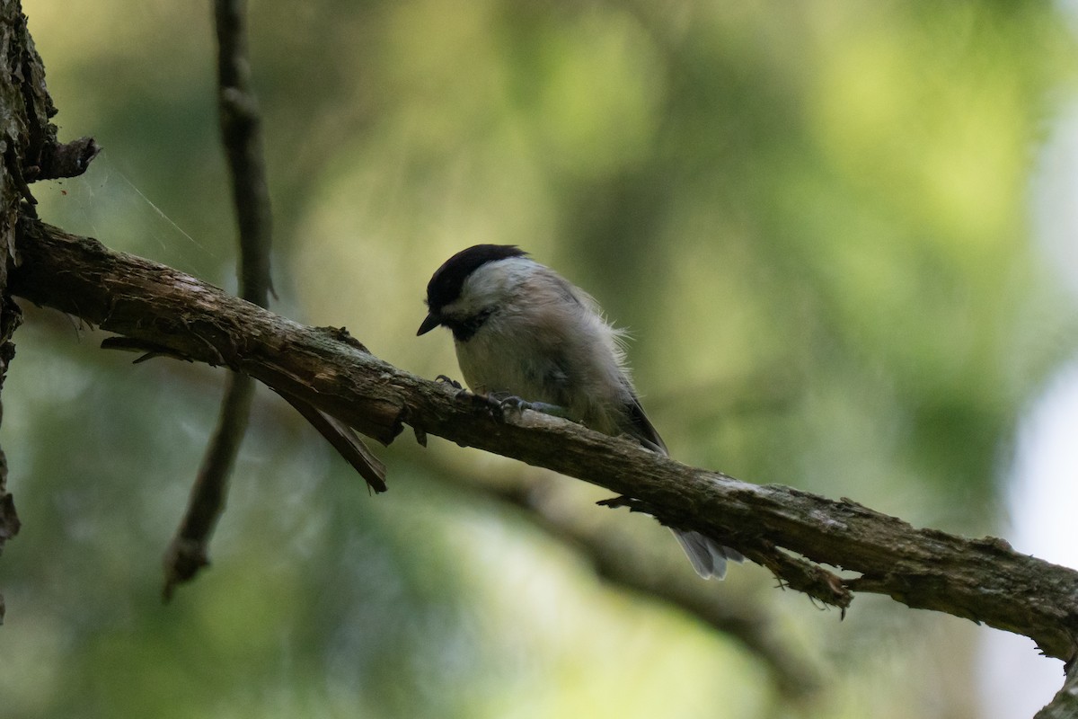 Willow Tit - ML638644633
