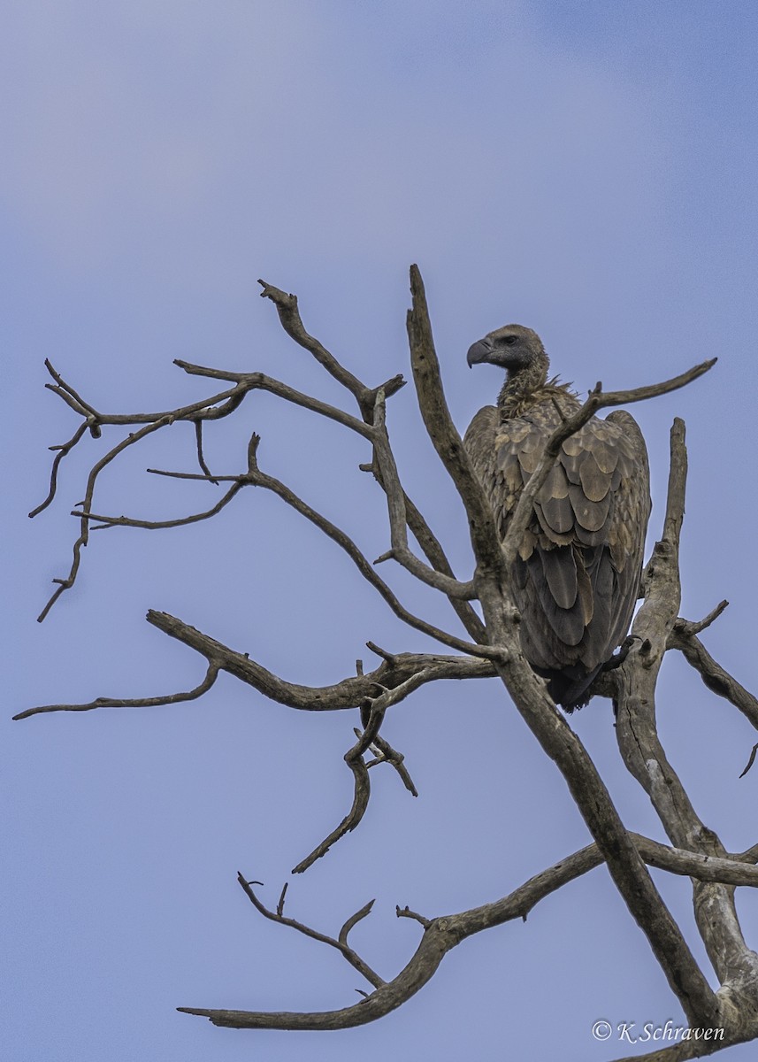 White-backed Vulture - ML638644662