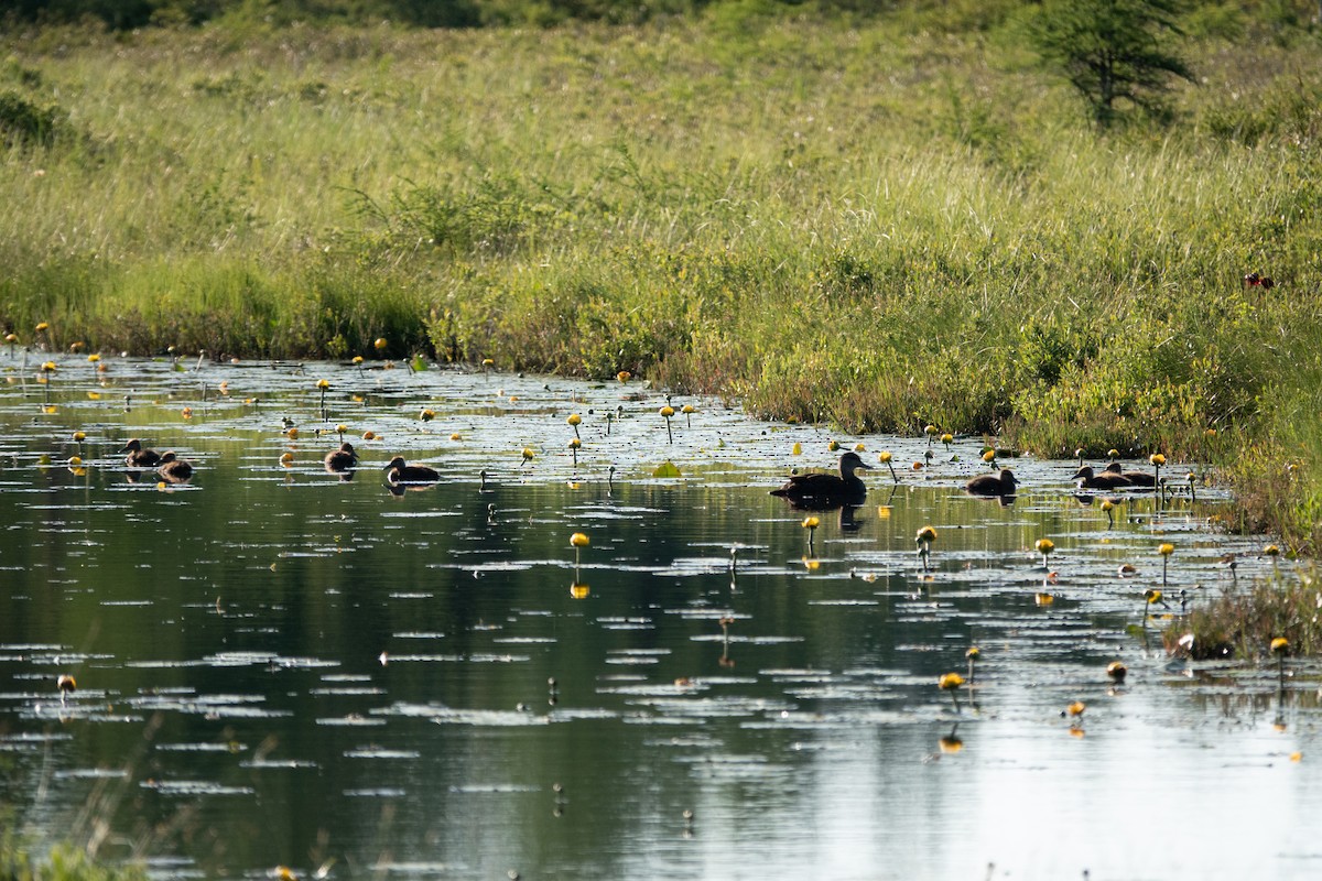 American Black Duck - ML638644677