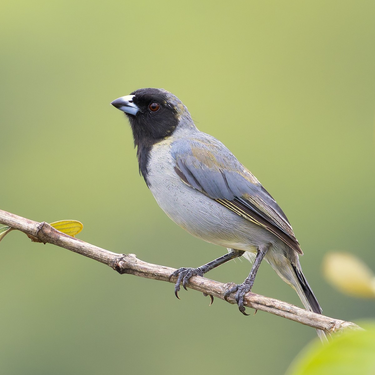 Black-faced Tanager - ML638644682