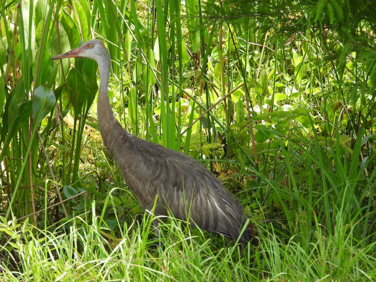Grue du Canada - ML638644705