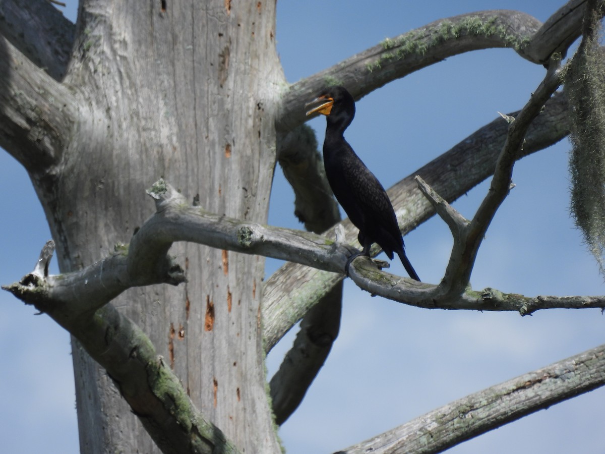 Cormoran à aigrettes - ML638644751