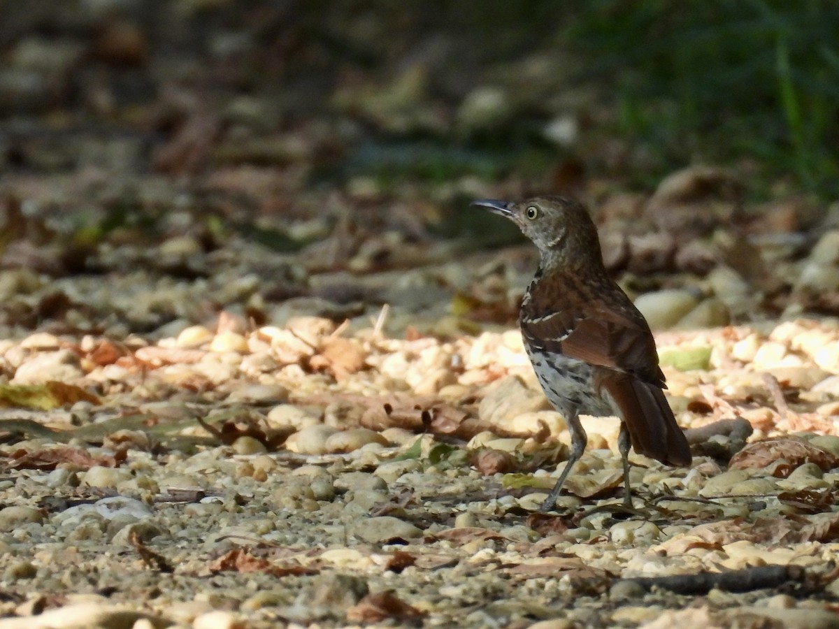 brunspottefugl - ML638644769
