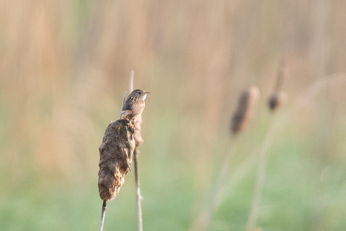 Sedge Wren - ML638644791