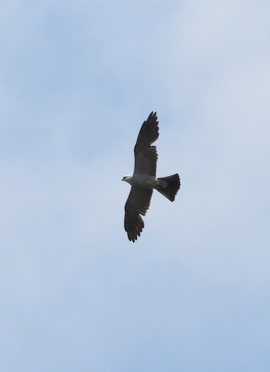 Mississippi Kite - ML638644821
