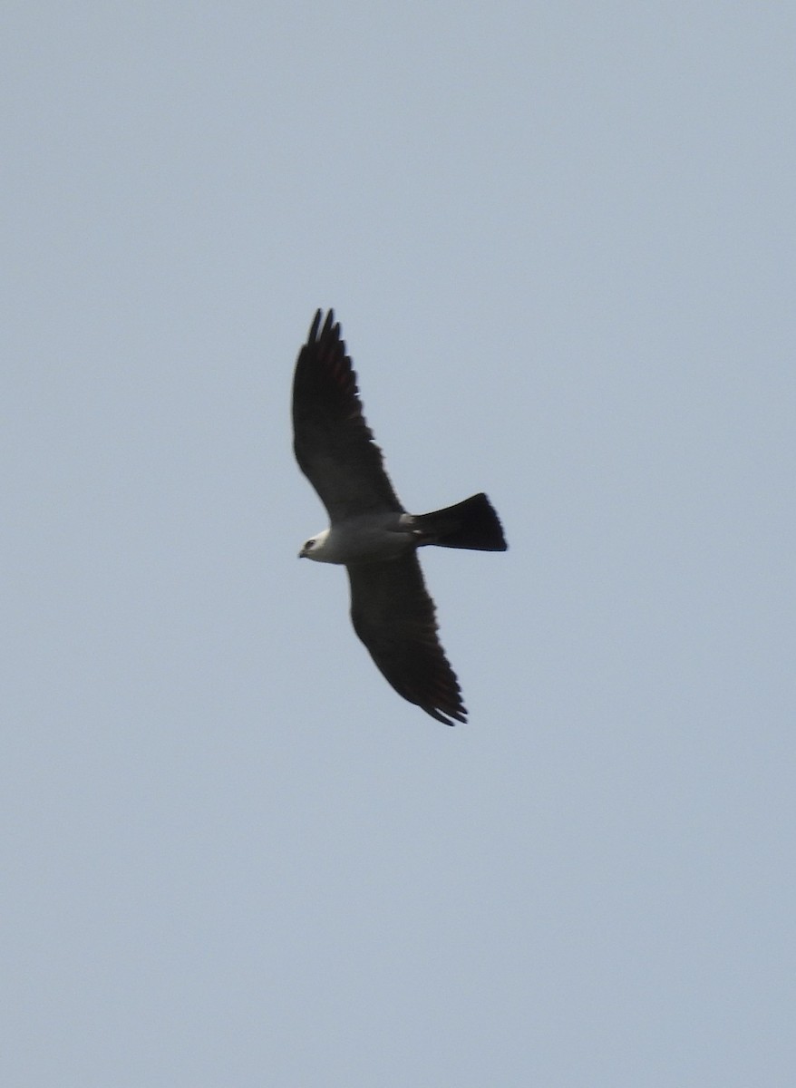 Mississippi Kite - ML638644822