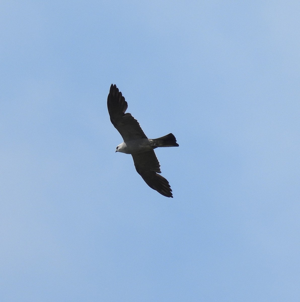 Mississippi Kite - ML638644824
