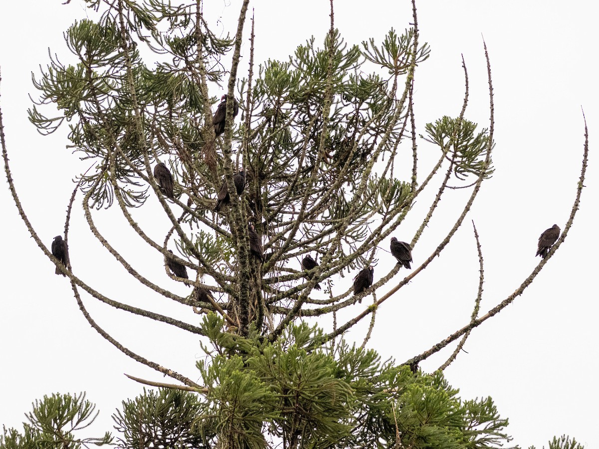 Turkey Vulture - ML638644857