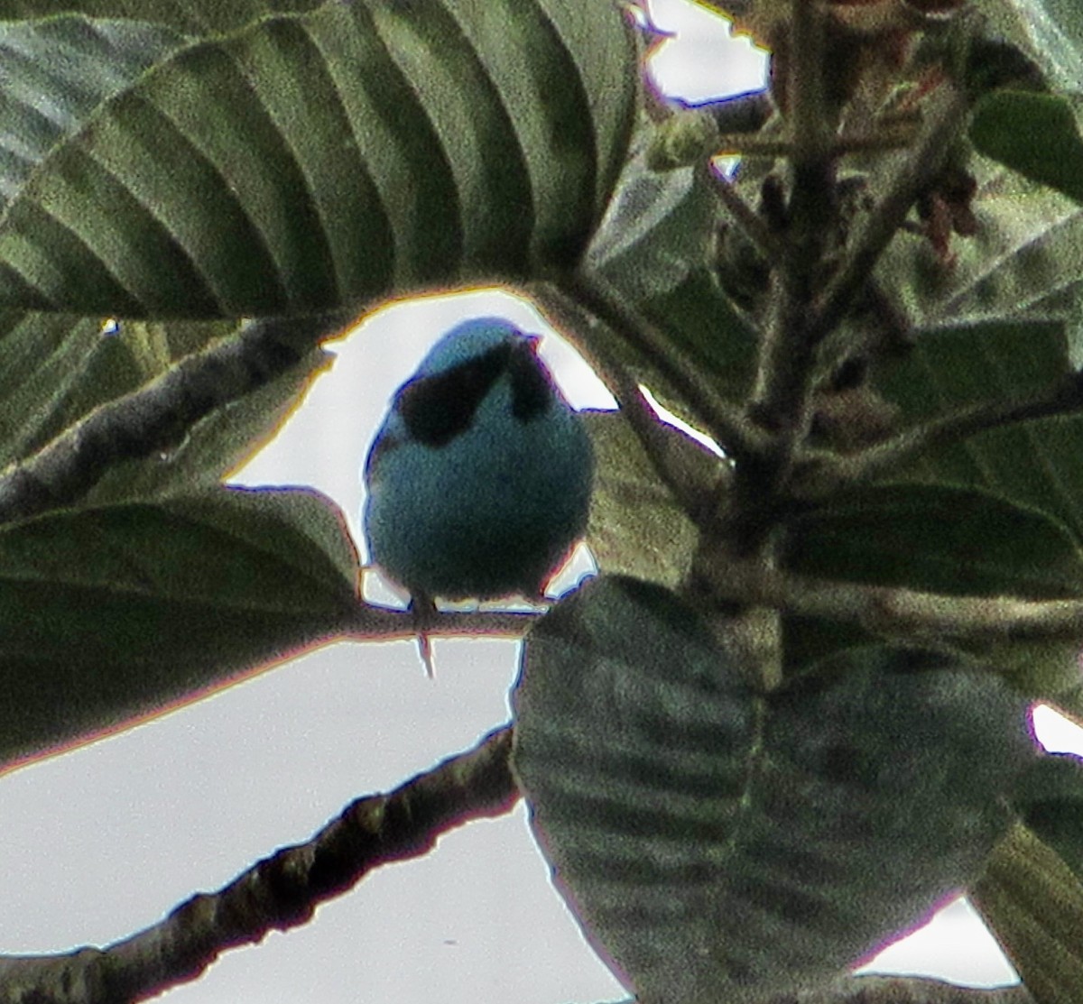 Turquoise Dacnis - ML638644928