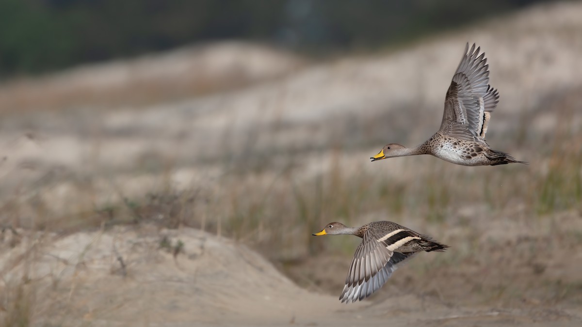 Yellow-billed Pintail - ML638644961