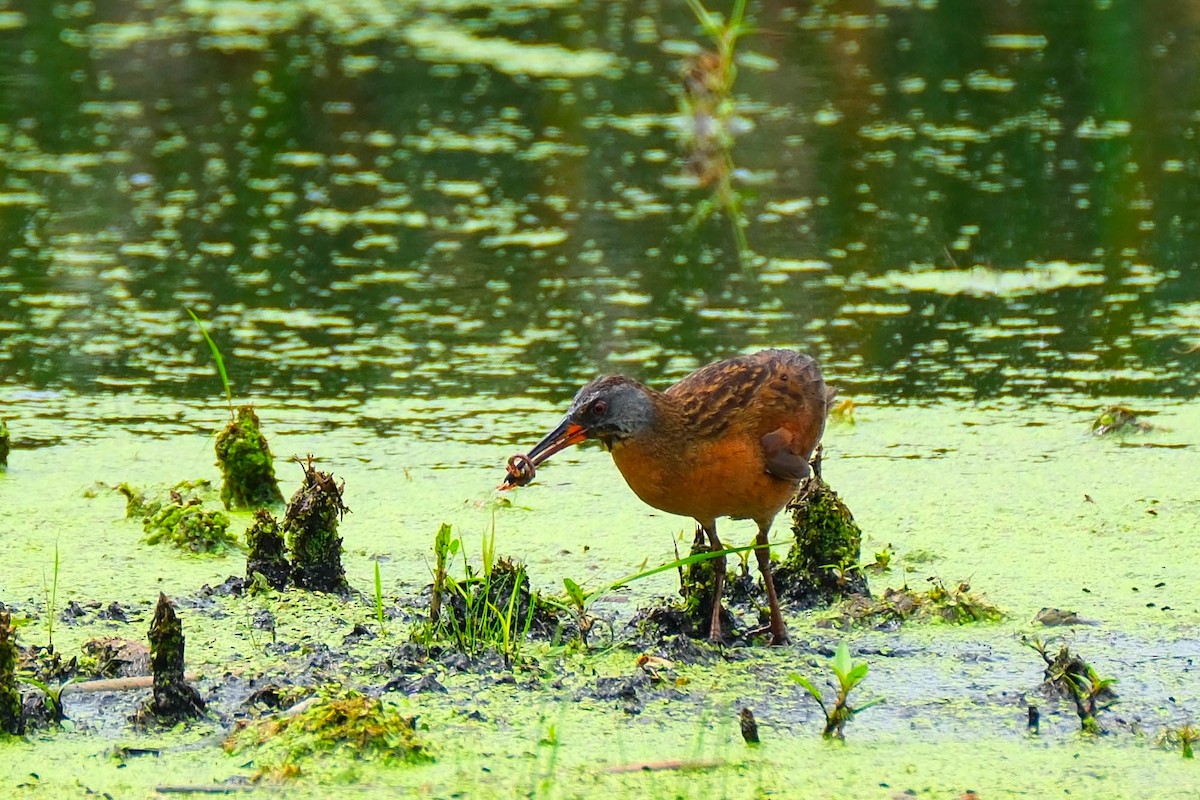Virginia Rail - ML638644976